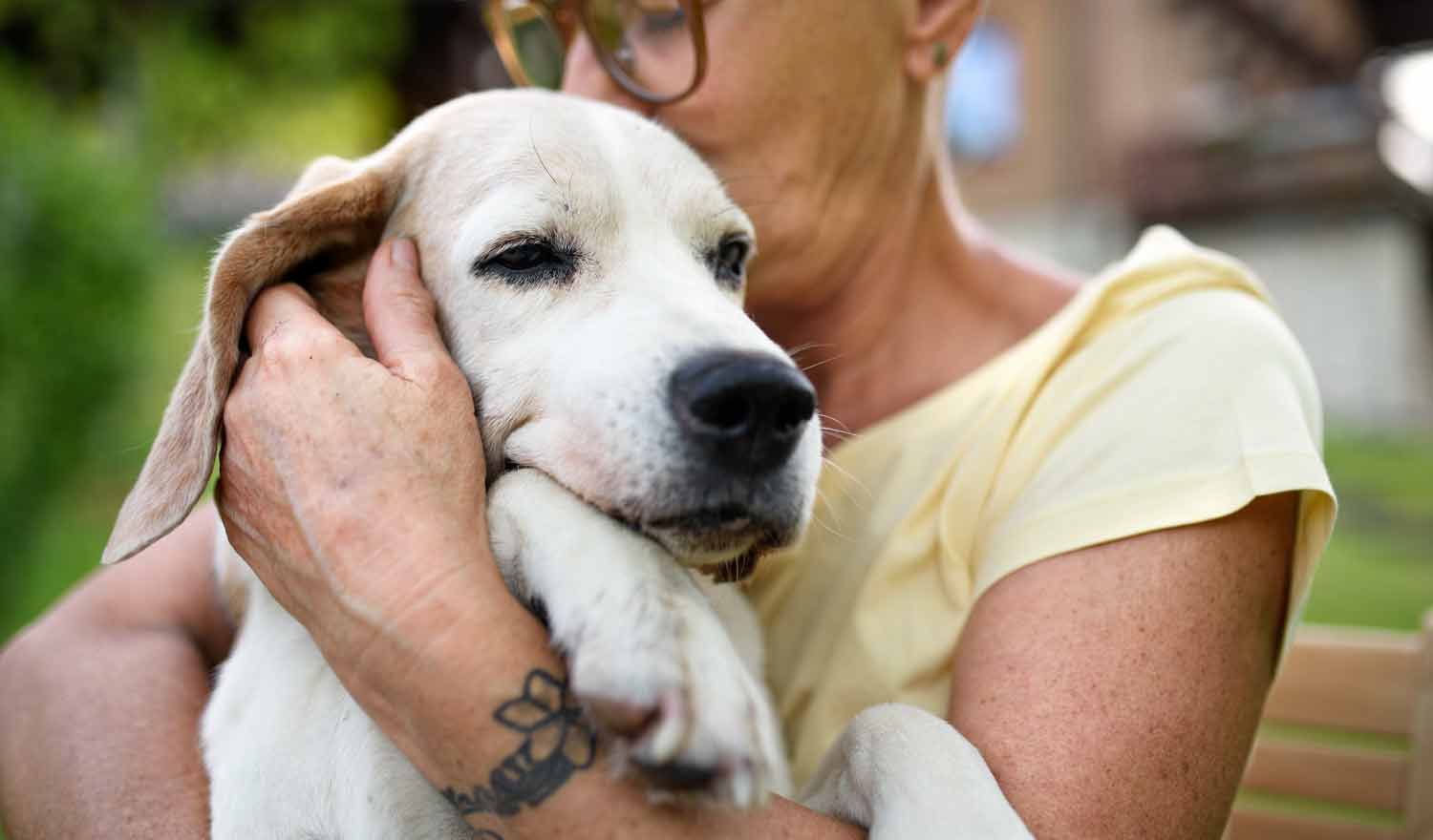 Convulsiones en Perros: ¿Cómo Ayuda el Cannabidiol?.